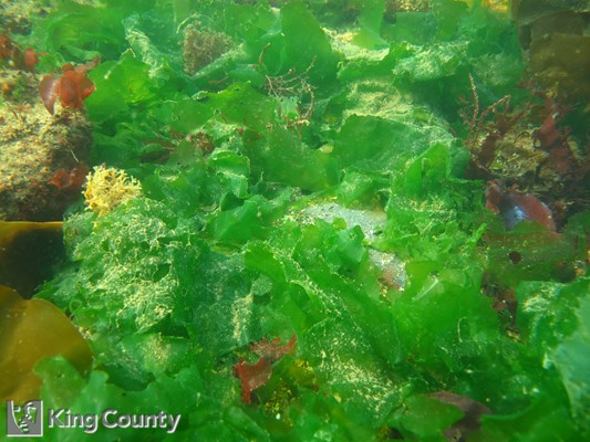 Photo of Ulva spp.